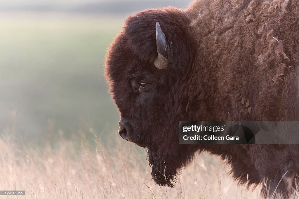 Plains Bison Bull, Grasslands National Park, Saskatchewan, Canada