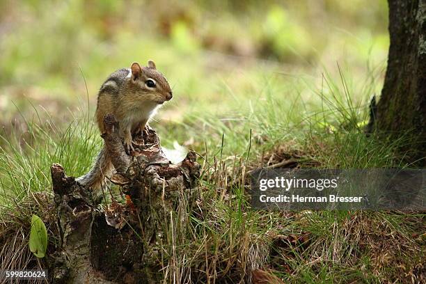 chipmunk (ground squirrel) on a stump - パリーサウンド ストックフォトと画像