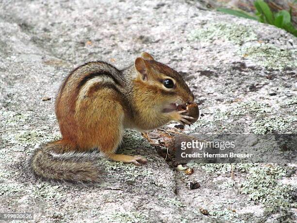 a chipmunk (ground squirrel) and an acorn - パリーサウンド ストックフォトと画像
