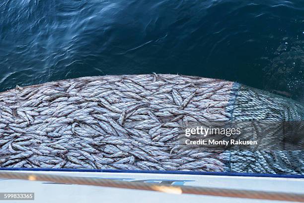 trawler net full of whiting fish, merlangius merlangus, high angle view - northumberland stock-fotos und bilder