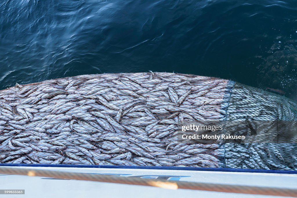 Trawler net full of Whiting fish, Merlangius merlangus, high angle view