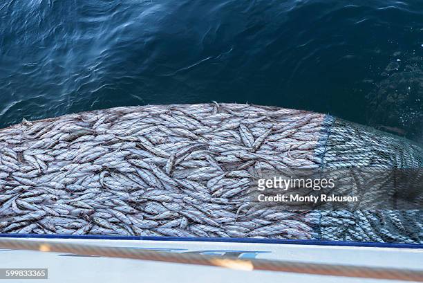 trawler net full of whiting fish, merlangius merlangus, high angle view - rede de pesca comercial imagens e fotografias de stock