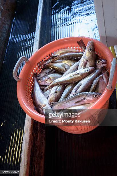 basket of sorted fresh fish on trawler - northumberland foto e immagini stock