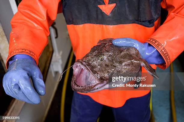 fisherman holding monkfish, lophius piscatorius, on trawler, close up - anglerfish stock pictures, royalty-free photos & images