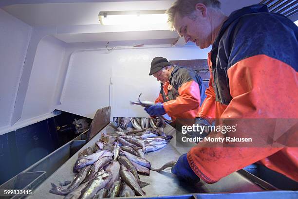 1,741 Sorting Fish Stock Photos, High-Res Pictures, and Images - Getty ...