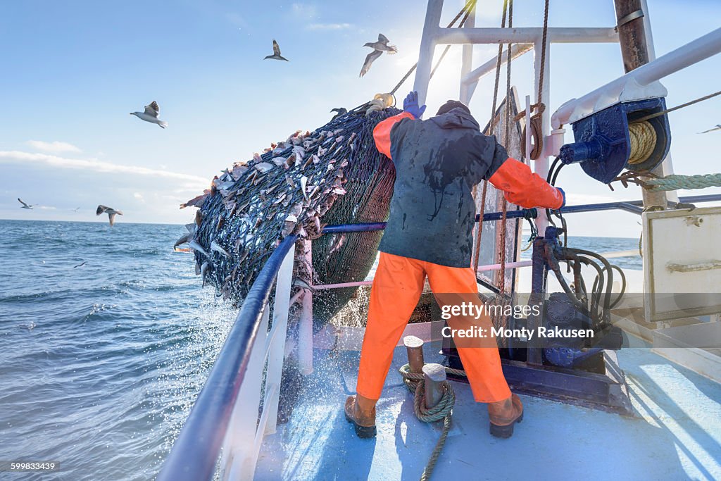 Fisherman emptying net full of fish into hold on trawler