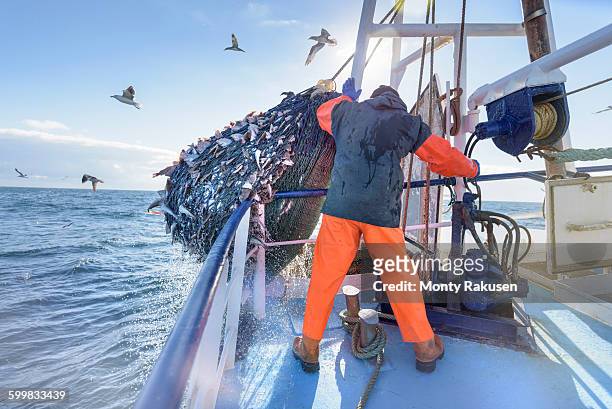 fisherman emptying net full of fish into hold on trawler - fishing net stockfoto's en -beelden