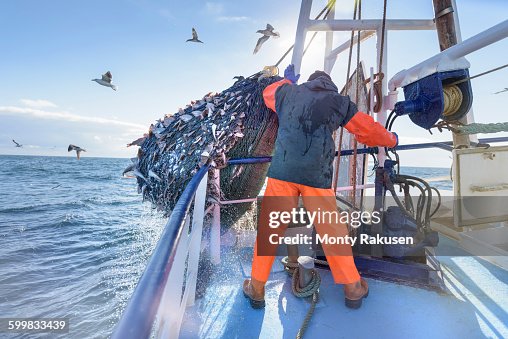 Fisherman emptying net full of fish into hold on trawler Fisherman emptying net full of fish into hold on trawler