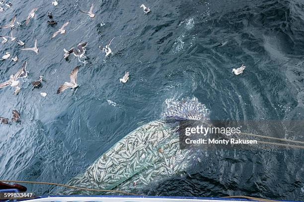 trawl net full of whiting fish, merlangius merlangus, high angle view - rete da pesca commerciale foto e immagini stock