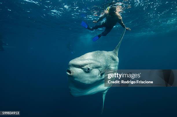 underwater view of mola mola, ocean sunfish and local fisherman, magadalena bay, baja california, mexico - môle photos et images de collection