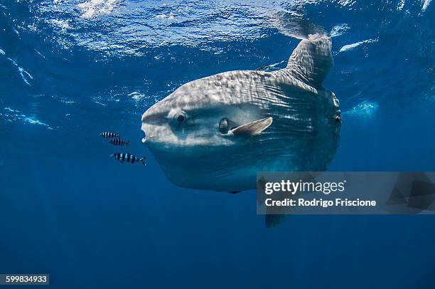 underwater view of mola mola, ocean sunfish, magadalena bay, baja california, mexico - môle photos et images de collection