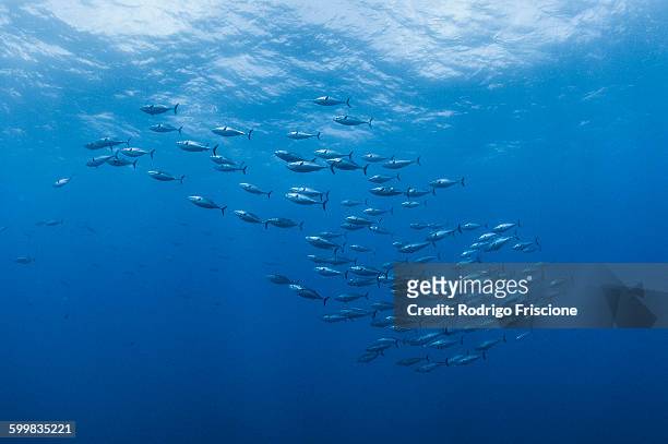 underwater view of a school of bonito fish, roca partida, revillagigedo, mexico - swimming fish stock-fotos und bilder