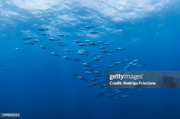 underwater view of a school of bonito fish, roca partida, revillagigedo, mexico - bonito stock pictures, royalty-free photos & images