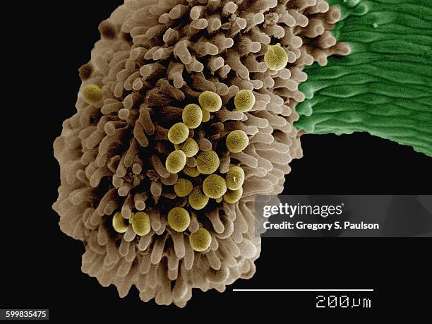 coloured sem of anther of hellborus sp - stamen stock pictures, royalty-free photos & images