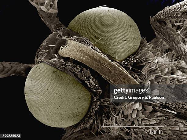 coloured sem of head of small moth (geometridae) - geometridae stock pictures, royalty-free photos & images