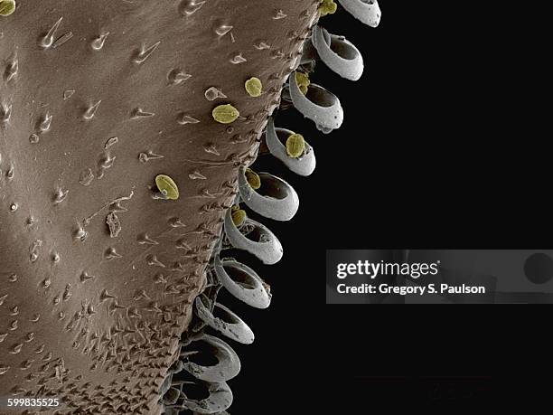 Hamuli Insect 31 Hamuli Stock Photos, High-Res Pictures, and Images - Getty Images