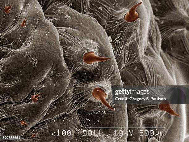 Bot Fly Skin 81 Botfly Stock Photos, High-Res Pictures, and Images - Getty Images