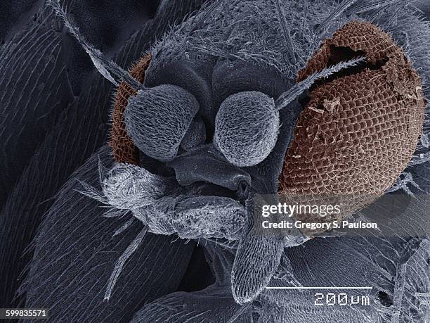 Sem Insect Electron Microscope Images Of Insects