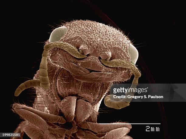coloured sem of head of velvet ant (mutilidae) - micrografía electrónica escaneadora fotografías e imágenes de stock