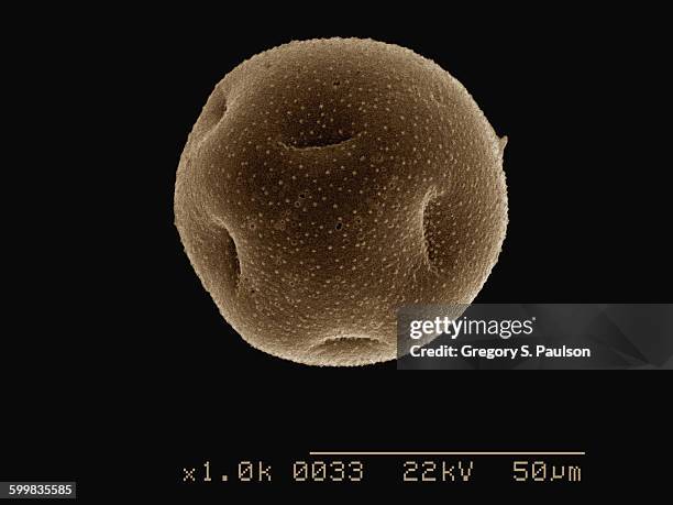 coloured sem of daffodil pollen - electron microscope stock pictures, royalty-free photos & images