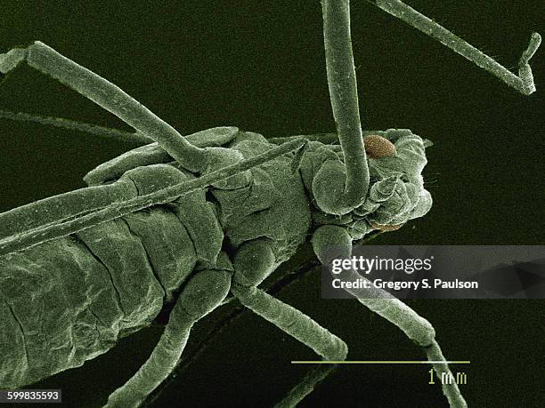 coloured sem of mouthparts of aphid - electron micrograph stock pictures, royalty-free photos & images