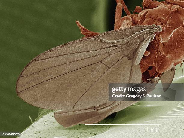 Mining Insect 1.037 Insect Anatomy Stock Photos, High-Res Pictures, and Images ...
