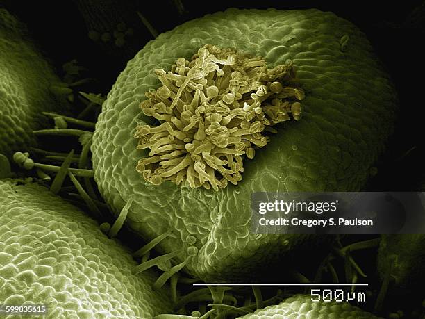 coloured sem of flower of false rue anemone (enemion sp) - anemone sp stock pictures, royalty-free photos & images