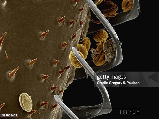 Hamuli Insect 31 Hamuli Stock Photos, High-Res Pictures, and Images - Getty Images