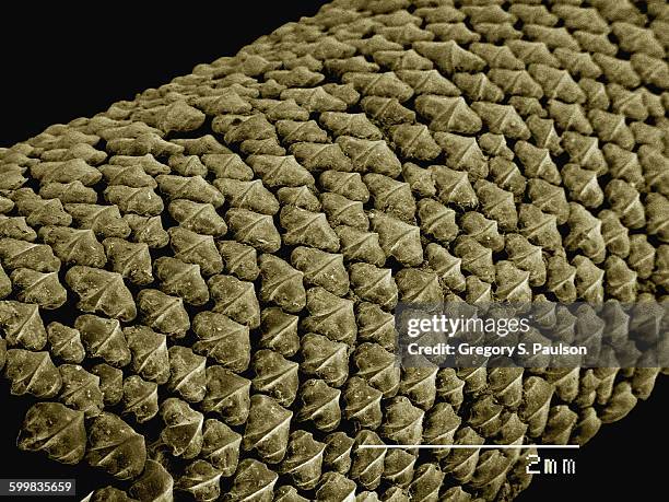 coloured sem of shark skin (squalus sp) - sem stock pictures, royalty-free photos & images