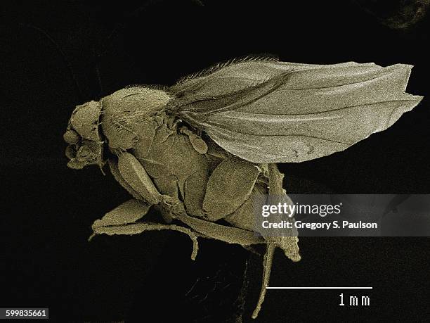 Sem Insect 624 Electron Microscope Insects Stock Photos, High-Res Pictures, and ...