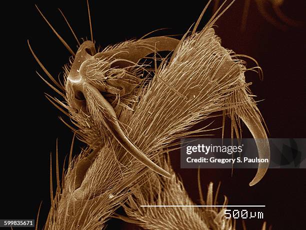 Insect Sem Insect Sem Photos and Premium High Res Pictures - Getty Images
