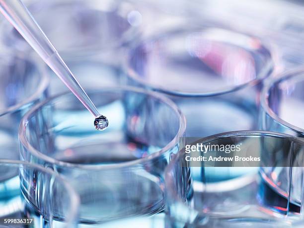 pipetting droplets of liquid into multiwell dish, high angle view - biology stock photos et images de collection