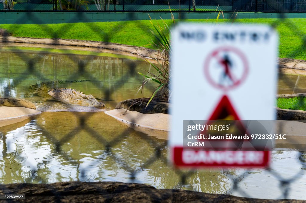 A deadly Saltwater Crocodile behind a safety fence in a zoo.