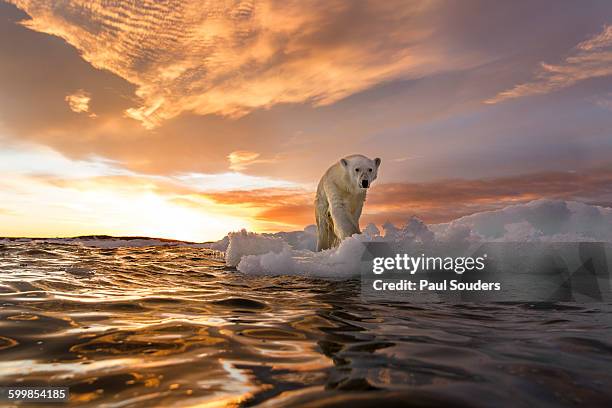 polar bear, repulse bay, nunavut, canada - iceberg water stock-fotos und bilder