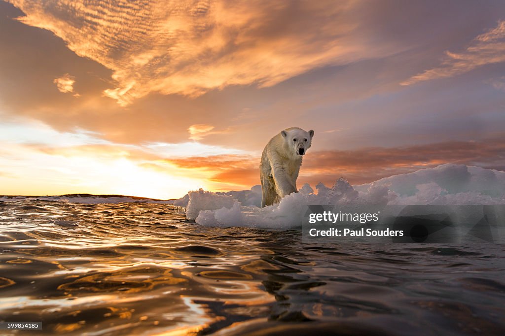 Polar Bear, Repulse Bay, Nunavut, Canada