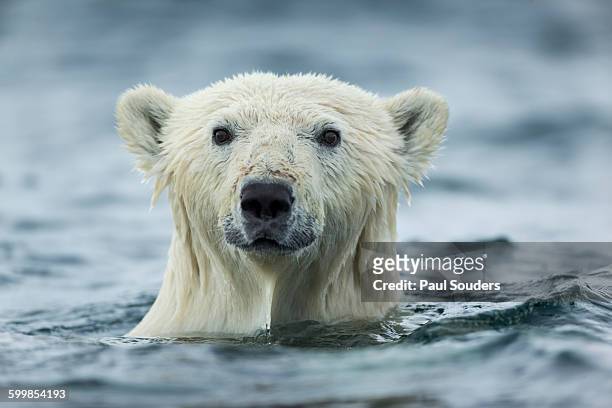 polar bear, repulse bay, nunavut, canada - polar bear face stock pictures, royalty-free photos & images