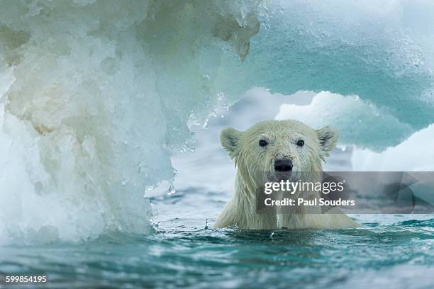 polar bear, repulse bay, nunavut, canada - bear on white stock-fotos und bilder