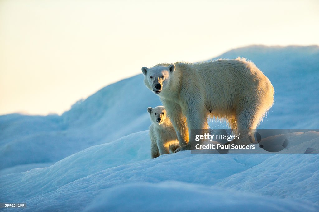 Polar Bear and Cub, Repulse Bay, Nunavut, Canada
