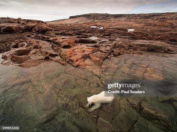 Polar Bear, Repulse Bay, Nunavut, Canada