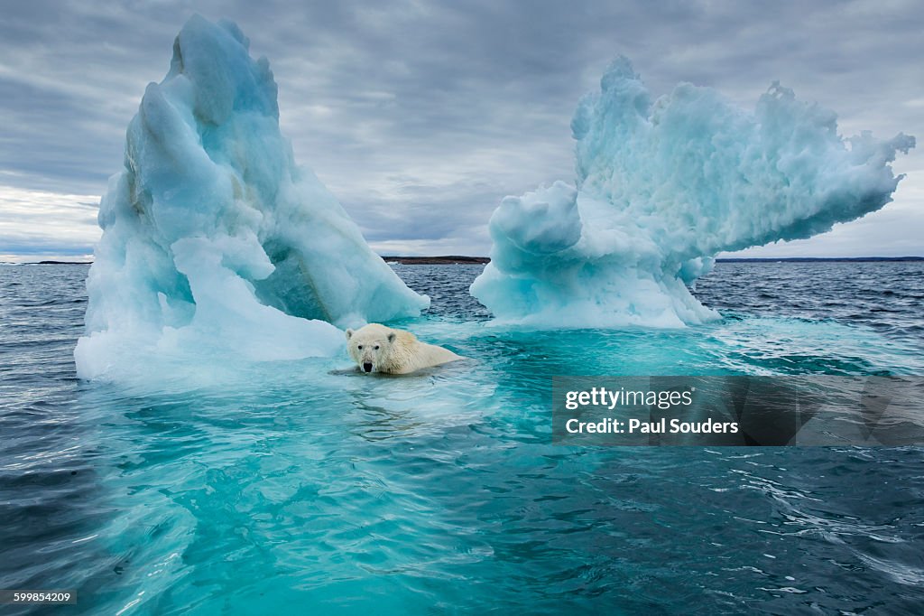 Polar Bear, Repulse Bay, Nunavut, Canada