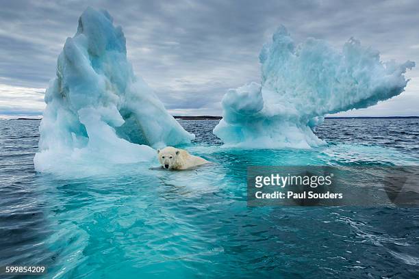 polar bear, repulse bay, nunavut, canada - artic stockfoto's en -beelden