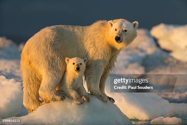 polar bear and cub, repulse bay, nunavut, canada - cub stock-fotos und bilder