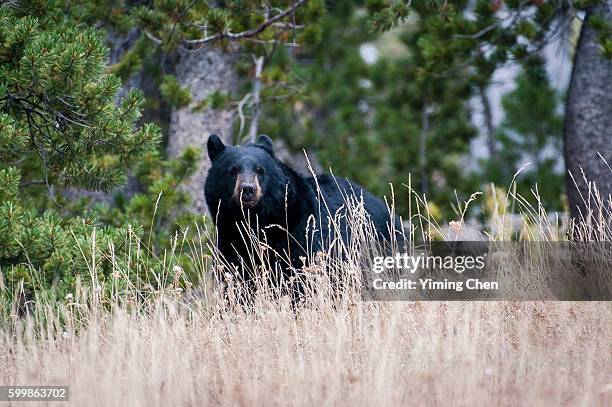 black bear in yellowstone national park - black bear stock pictures, royalty-free photos & images