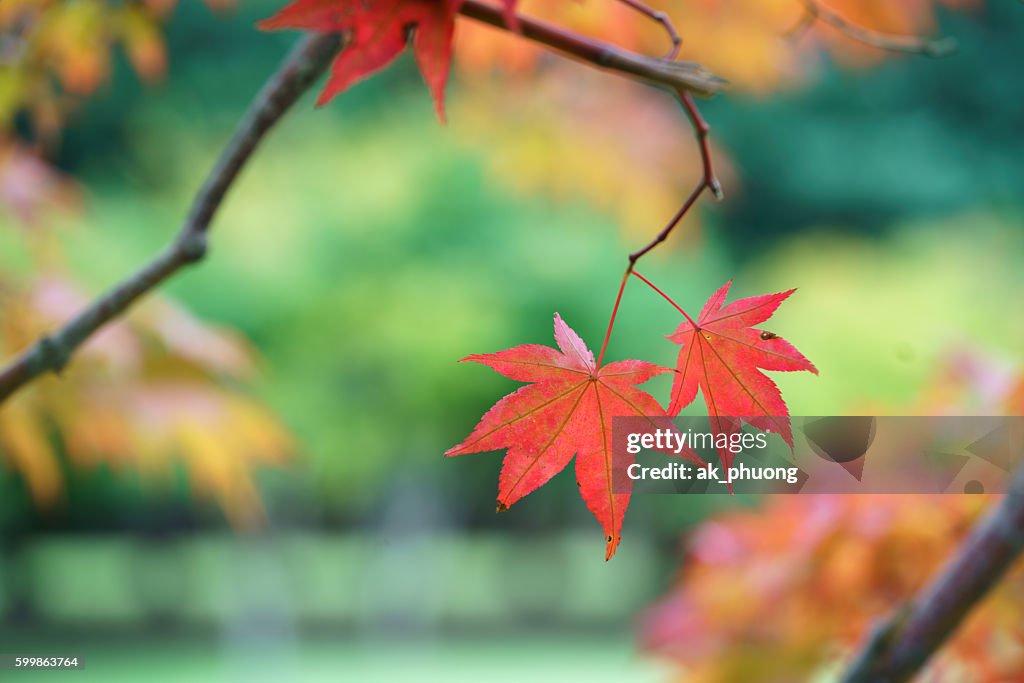 Maple leaf