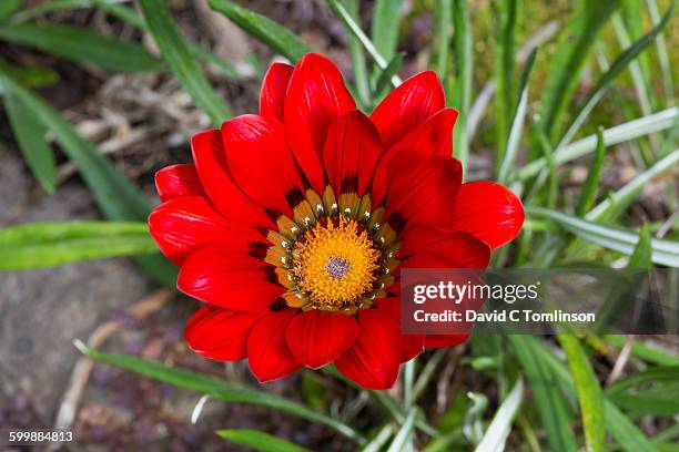 gazania flower, larnach castle garden, dunedin - larnach castle stock pictures, royalty-free photos & images