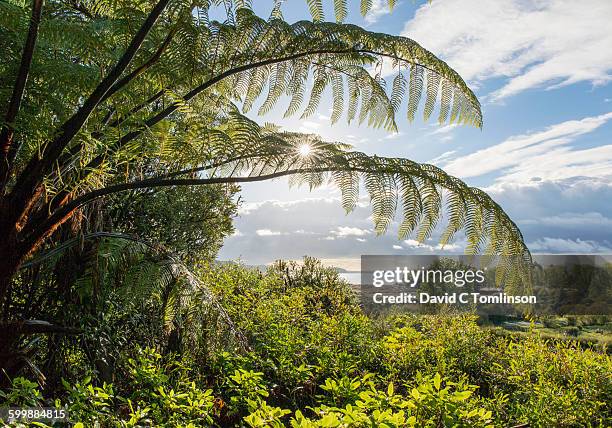 sunburst behind frond of a tree fern, marahau - motueka stockfoto's en -beelden