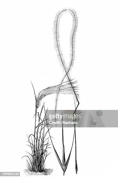 european feather grass (stipa pennata) - stipa stock illustrations