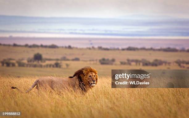 leone nella savana - lion foto e immagini stock