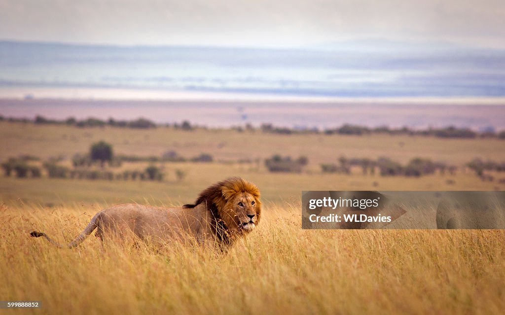 Lion in savannah