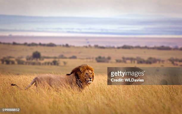 lion in savannah - male animal 個照片及圖片檔